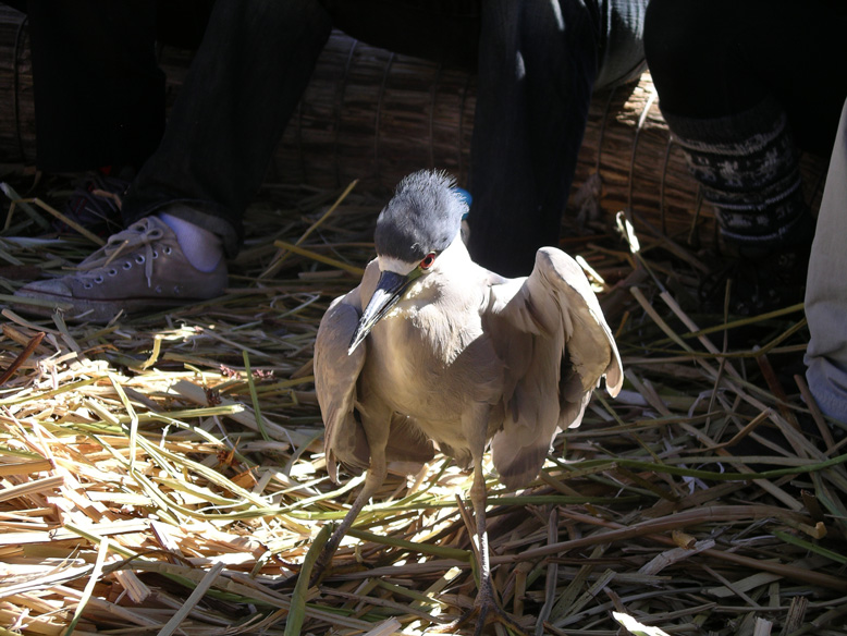 un martin pescador como mascota.
